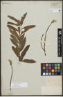 Foto von Salix purpurea L.